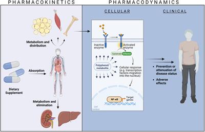 Review of the pharmacokinetics of French maritime pine bark extract (Pycnogenol®) in humans